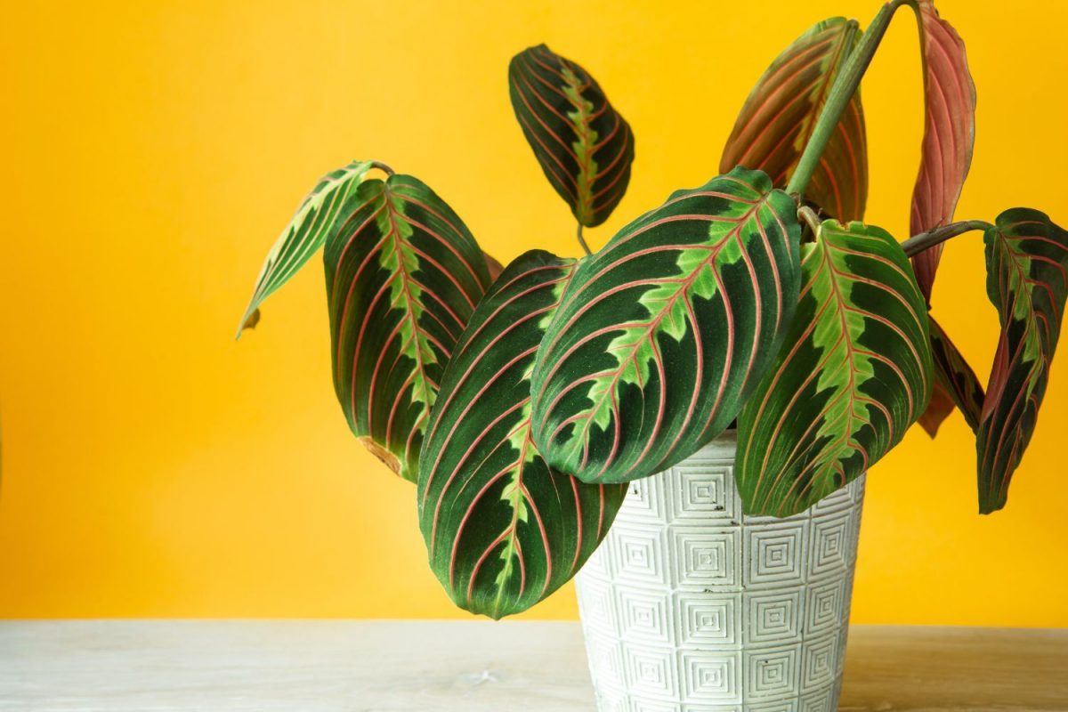 Maranta, plant care and growing guide