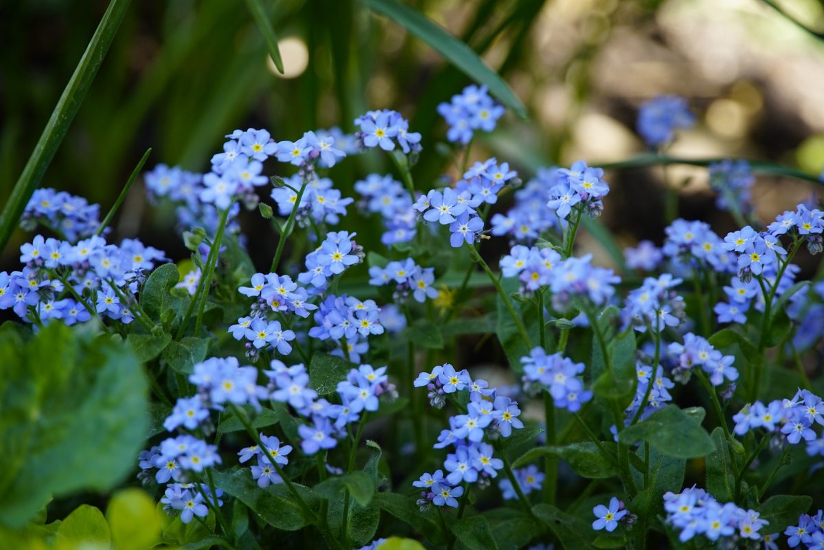Myosotis (forget-me-not), planting guide and care work