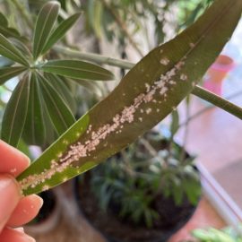 Oleander – How do I get rid of scale insects? ARM EN Community