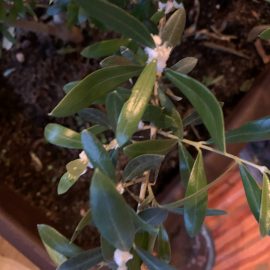 Olive tree – treatments against mealybugs ARM EN Community