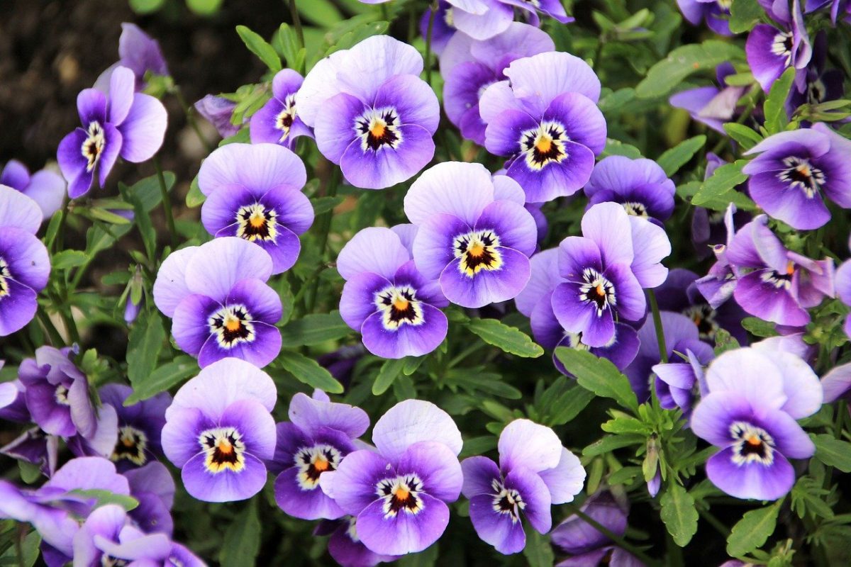 Pansies, planting guide and care work