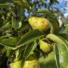Pear tree – spots on fruits ARM EN Community