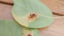Pear tree – treatments against rust ARM EN Community