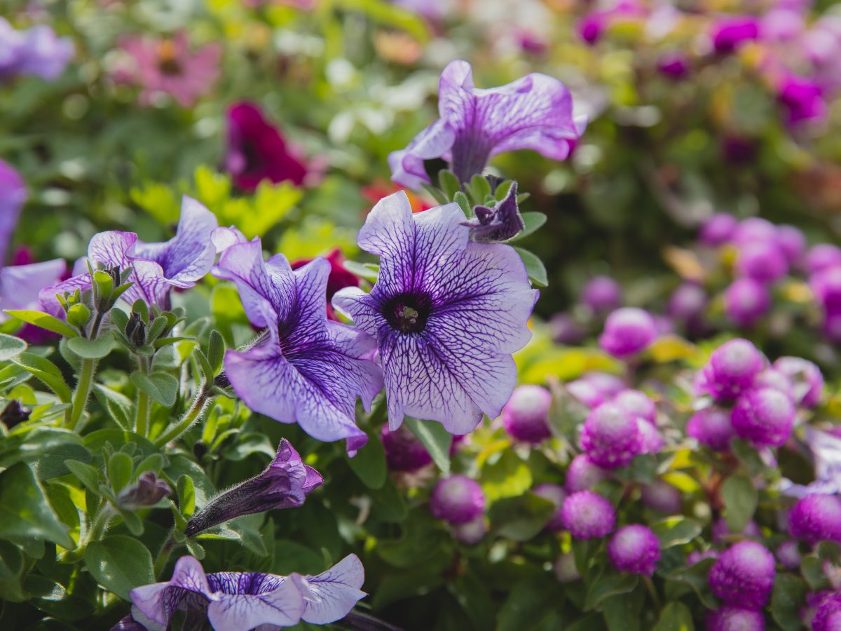 Petunias, planting guide and care work