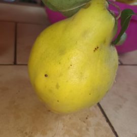 Quince tree – fruits with brown flesh ARM EN Community