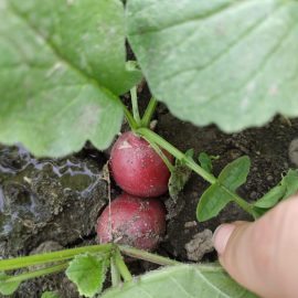 Radishes – why are so spicy? ARM EN Community