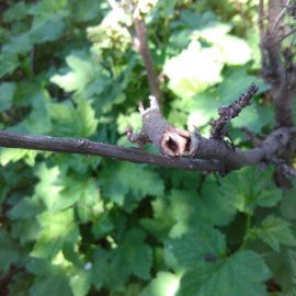 Red and white currant – stems dry out ARM EN Community