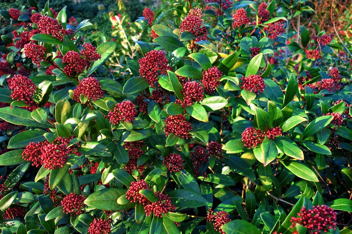 Japanese skimmia, planting guide and care work
