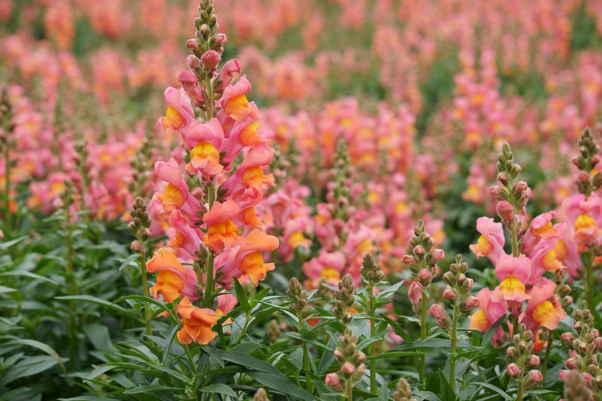 Snapdragon, planting guide and care work