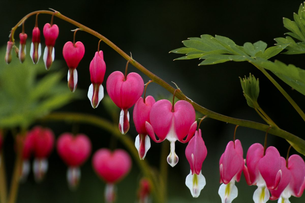 Asian bleeding-heart, planting guide and care work