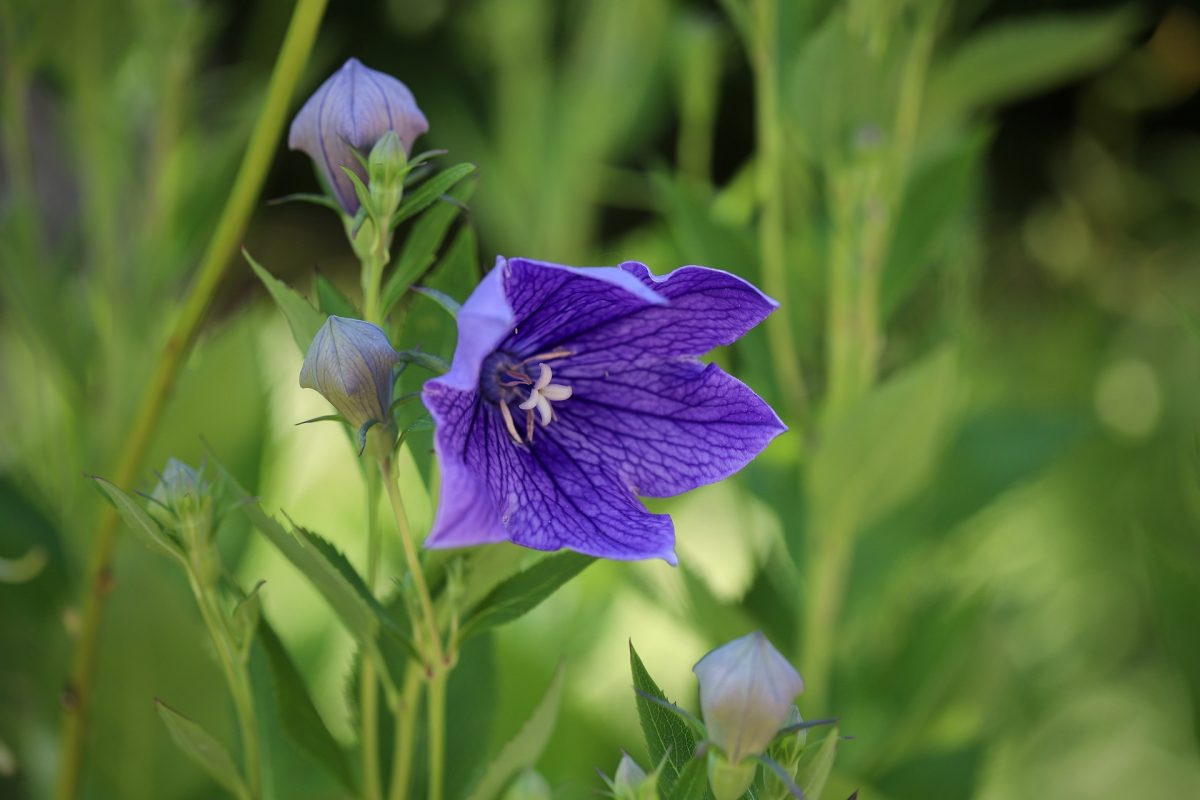 Balloon flower, planting guide and care work