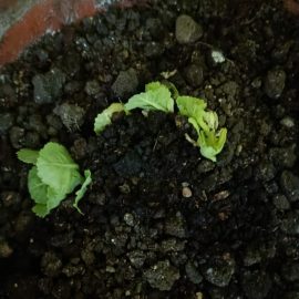 Cabbage in pot ARM EN Community