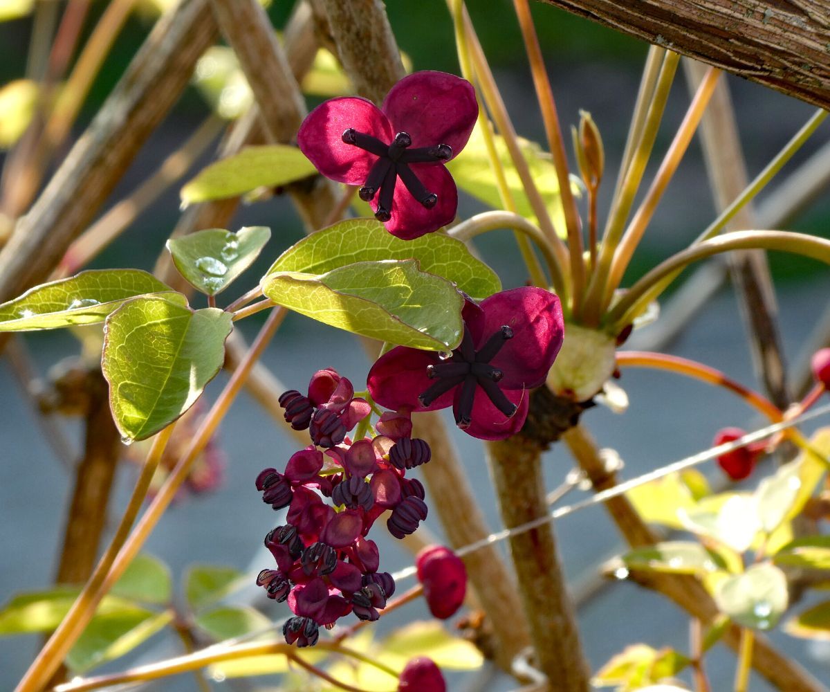 Chocolate vine, planting guide and care work