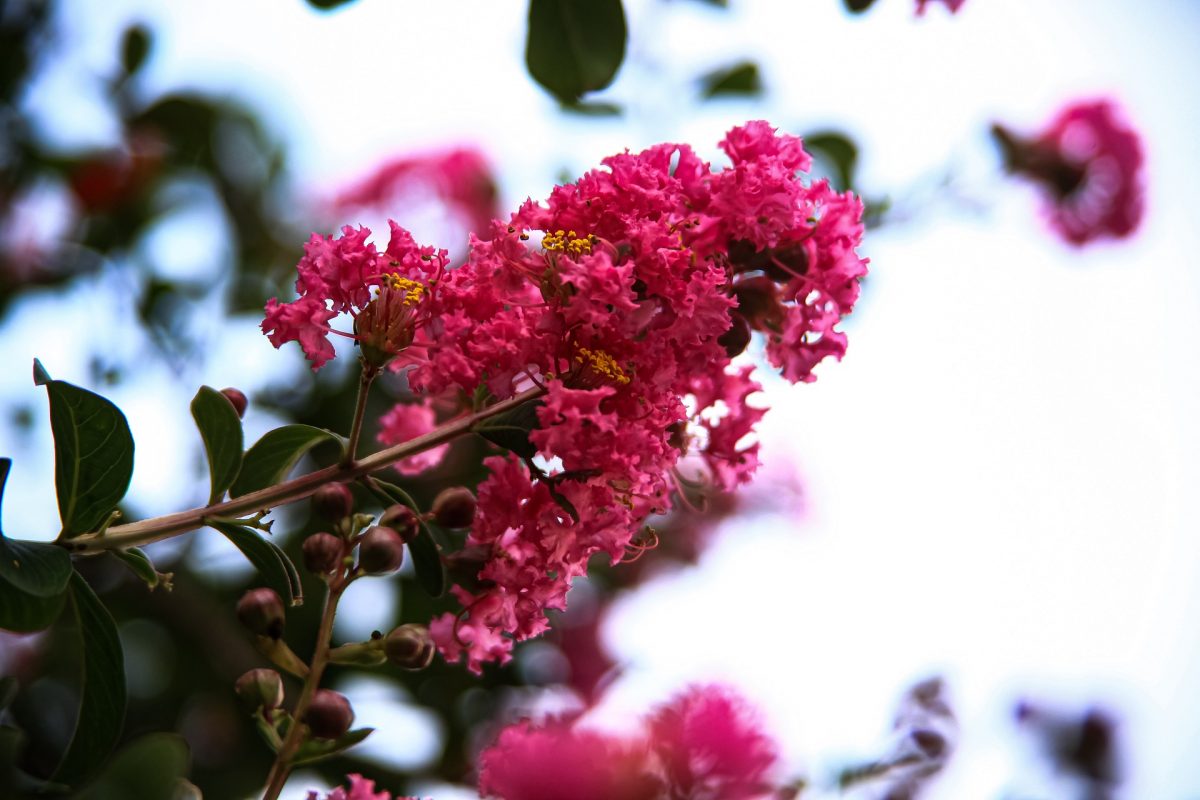 Crepe-myrtle, planting guide and care work