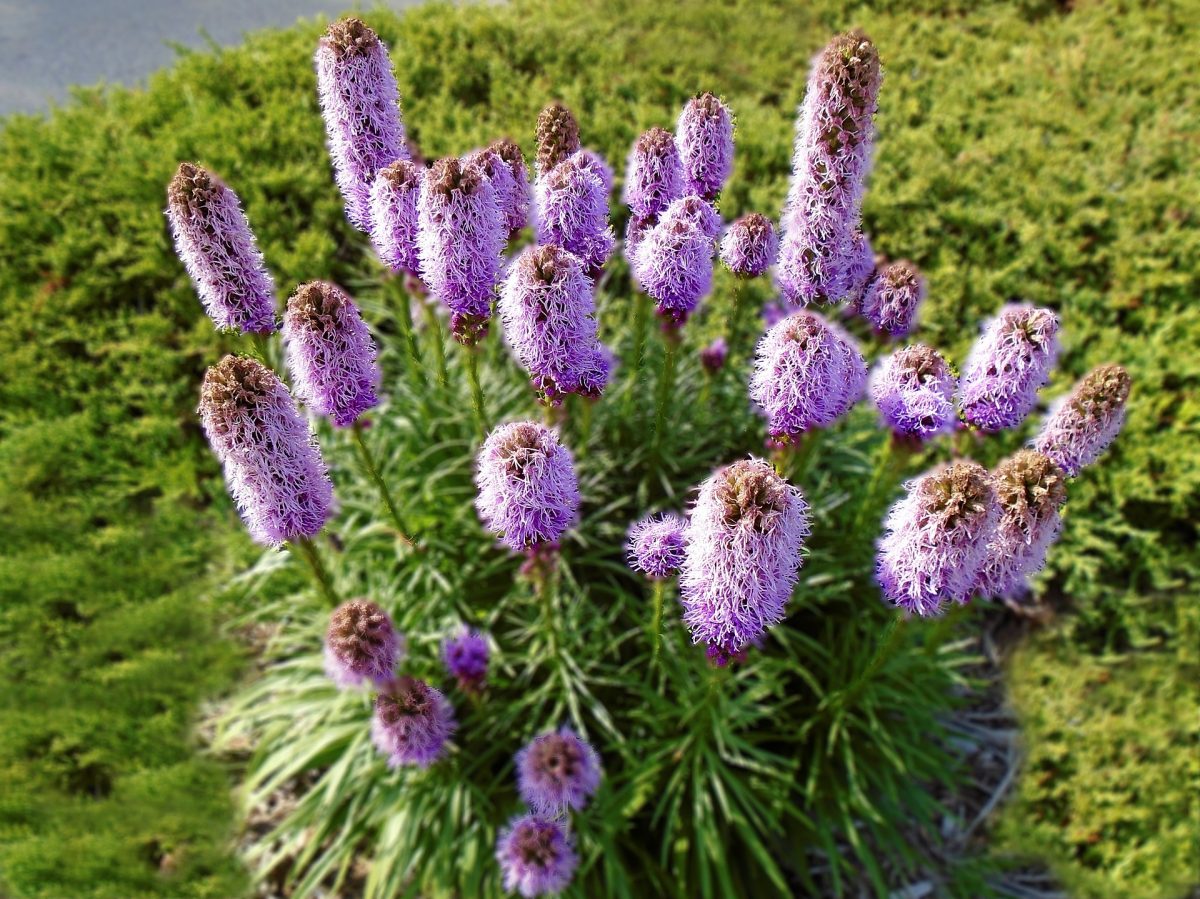 Dense blazing star, planting guide and care work