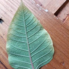 Euphorbia – treatment against whiteflies ARM EN Community