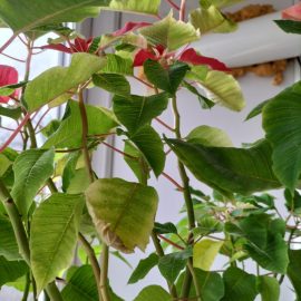 Euphorbia – treatment against whiteflies ARM EN Community