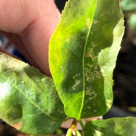 Forsythia – spots on leaves (pest attack) ARM EN Community