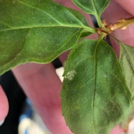 Forsythia – spots on leaves (pest attack) ARM EN Community