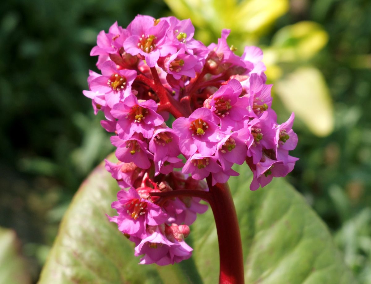 Heartleaf Bergenia, planting guide and care work