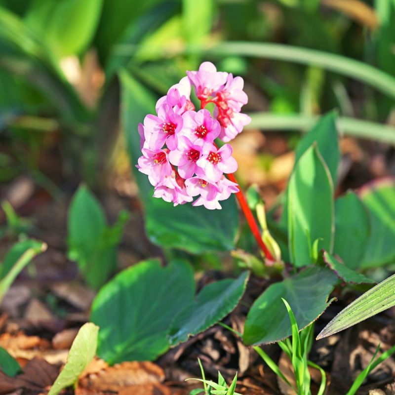 heartleaf-bergenia-ornamental-plant-with-flowers