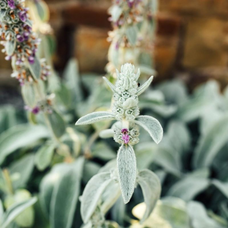 Lamb's-ear, planting guide and care work