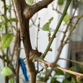 Lemon tree – treatments against mites ARM EN Community