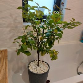 lemon tree – treatments against scale insects ARM EN Community