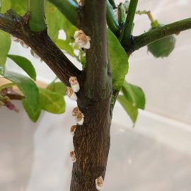 lemon tree – treatments against scale insects ARM EN Community
