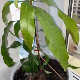Mango – spots on leaves ARM EN Community