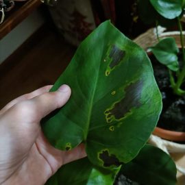 Why does my monstera have brown spots with yellow edges? ARM EN Community