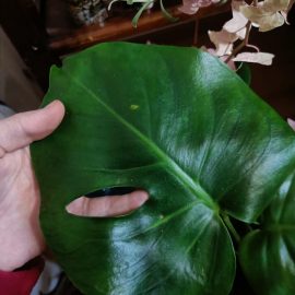 Why does my monstera have brown spots with yellow edges? ARM EN Community