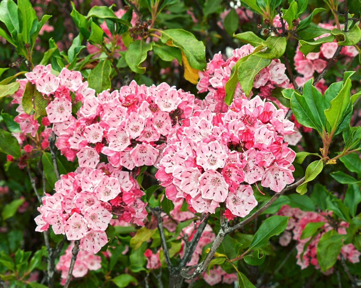 Mountain-laurel, planting guide and care work