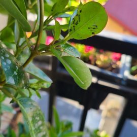 Ornamental plant – treatments against aphids ARM EN Community