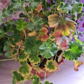 Pelargonium – yellow leaves and possible pest attck ARM EN Community