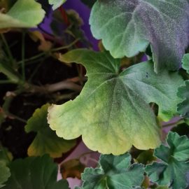 Pelargonium – yellow leaves and possible pest attck ARM EN Community