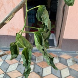 Shoeblackplant – wilted leaves ARM EN Community