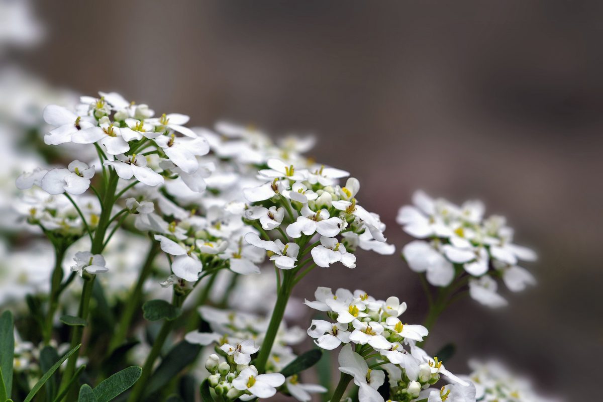 Sweet alyssum, planting guide and care work