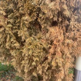Thuja completely dried out ARM EN Community