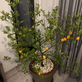 Why are the leaves and fruit of my mandarin tree dropping? ARM EN Community