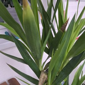 Why does my Yucca have brown leaf tips? ARM EN Community
