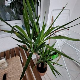 Why does my Yucca have brown leaf tips? ARM EN Community