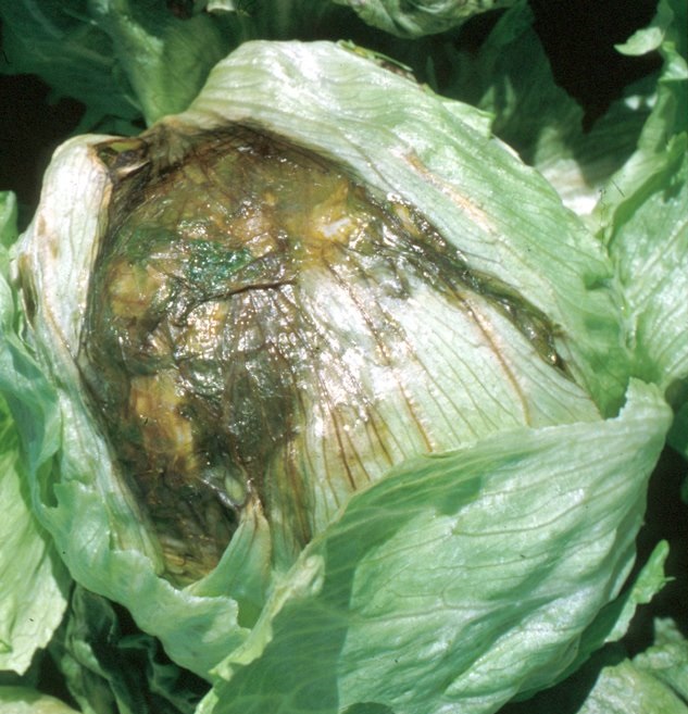bacterial-soft-rot-of-cabbage-attack