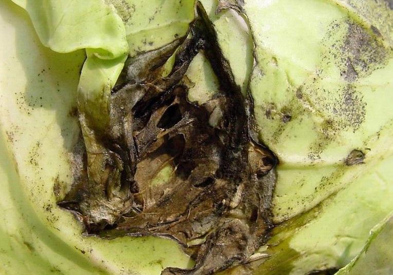bacterial-soft-rot-of-cabbage-symptoms