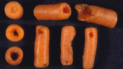 bacterial-soft-rot-of-carrot-attack