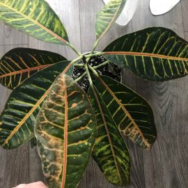 Ficus elastica – leaf spots ARM EN Community