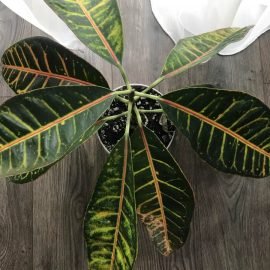 Ficus elastica – leaf spots ARM EN Community