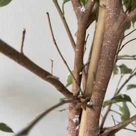 Ficus – treatments against mealybugs ARM EN Community