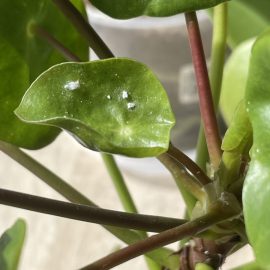 How do I get rid of mealybugs in my Pilea plant? ARM EN Community
