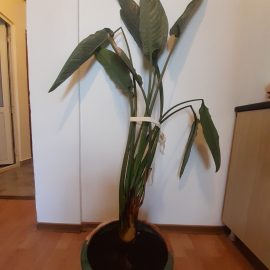 How do I save my bird of paradise (Strelitzia) from root rot? ARM EN Community